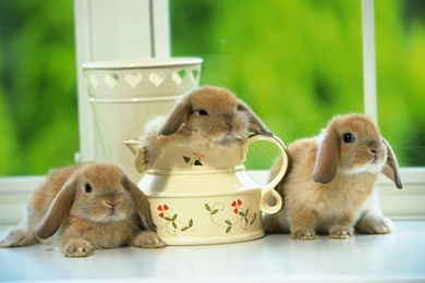 Cute 3D Wallpapers   Wallpapers Cave