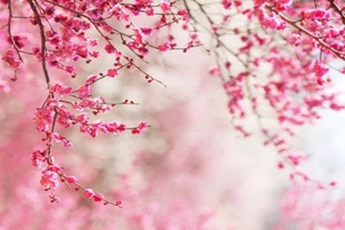 Online Get Cheap Hot Pink Backgrounds  Aliexpress.com