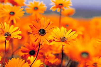 Top Rated Wallpapers 34   Windows 7 Vista & XP Picks Wallpapers ...