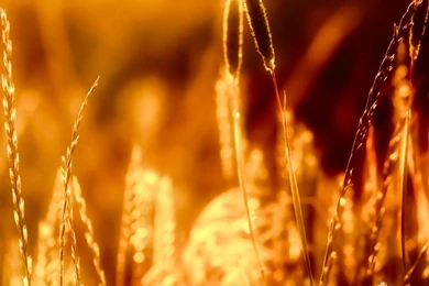 HTC Wallpapers HD   Beautiful, Stunning Top Rated Wallpapers