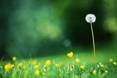 Galaxy Tab Wallpapers HD  Top Rated   Beautiful, Stunning Wallpapers