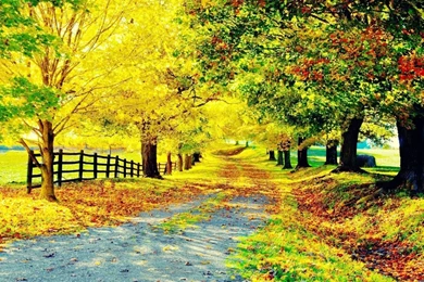 Trees Wallpapers   Wallpapers Cave