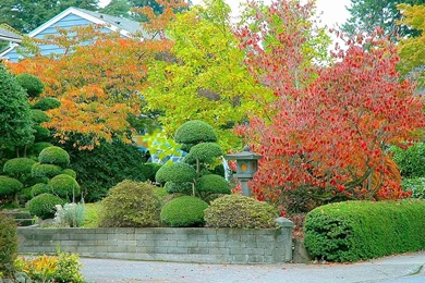 Beauty and fashion trees for hd.jpg