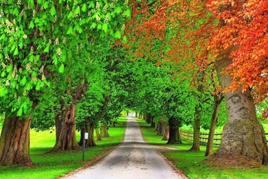 Desktop picture of green apple trees wallpaper.jpg