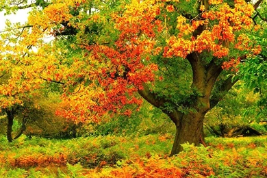 Autumn Trees Wallpapers   Seasonal   Crazy Frankenstein