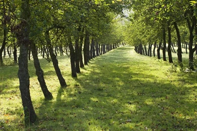 Mango Tree HD Wallpapers   Mango Tree Images, New Wallpapers