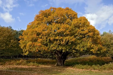 Autumn oak tree.jpg