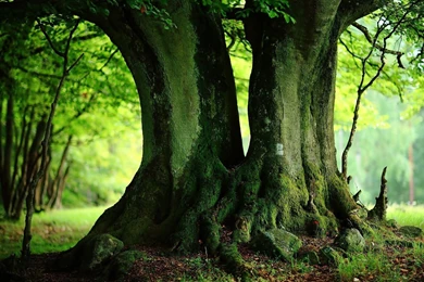 Tree Pictures / Tree Pics / Tree Wallpapers