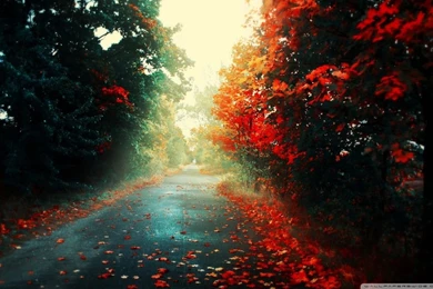 Red Trees HD Desktop Wallpapers : Mobile : Dual Monitor