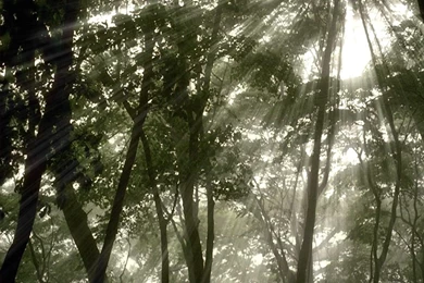 Forest Trees Wallpapers   12793