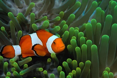 Clown Fish Wallpapers   Wallpapers Cave
