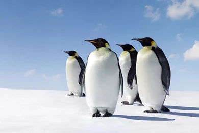 Penguin Wallpaper Backgrounds Download Desktop • IPhones Wallpapers