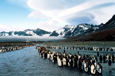 PENGUIN DESKTOP BACKGROUND WALLPAPER   (