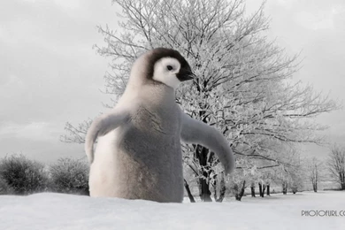 Parrot, Eagle, Penguin, Peacock Birds Wallpapers Beautiful ...