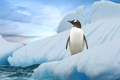 Desktop Penguin Bird Images Wallpapers