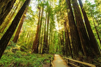 Fenced Road Through The Redwood Trees Wallpapers Nature ...