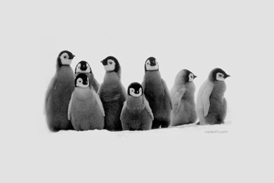 Penguin Wallpapers   Wallpapers Cave