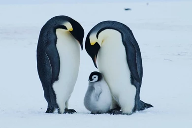 Emperor Penguins Antarctica Wallpapers