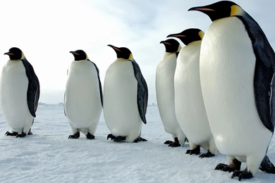 Penguins