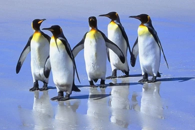 Penguin Wallpapers Hd AG7