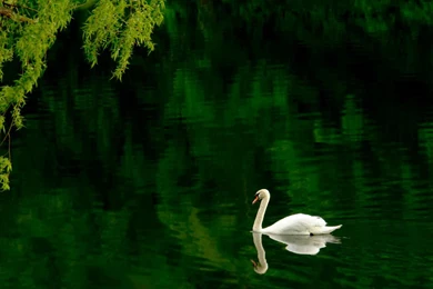 Pond Desktop Wallpapers ~ Toptenpack.com