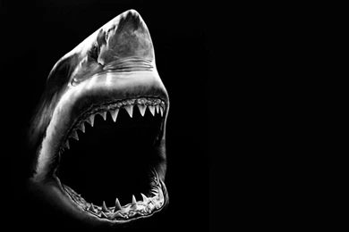 Fish: Enter Risk Great Shark White 4236 Cool Wallpapers For HD 16 ...