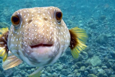 Fish Wallpapers Collections 15201 HD Wallpapers Site