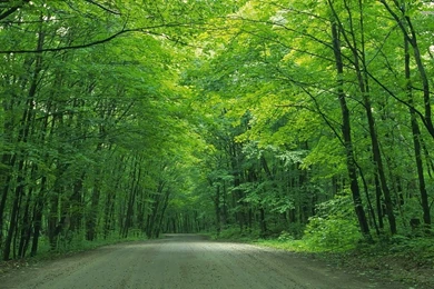 3264x1832px Green Trees Wallpapers