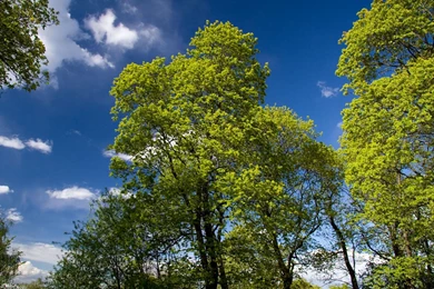 Spring Trees Wallpapers   123906