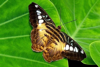 Butterflies: Beautiful Butterfly Cool Picture HD Wallpapers For HD ...