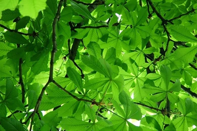 Spring Trees Wallpapers Crazy Frankenstein