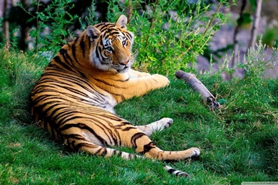 Tiger Resting On Green Grass HD Desktop Wallpapers : Widescreen ...