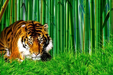 Tiger hd wallpaper 0356.jpg