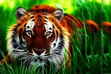 Tiger Wallpapers Tag   Page 8 Of 9   Amazing Wallpaperz