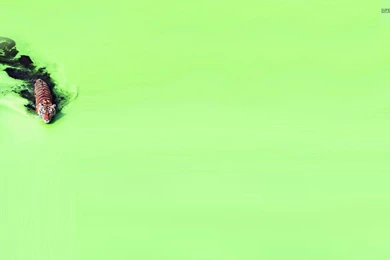 Tiger Wallpapers   Digital Art Wallpapers