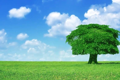 14 Trees Wallpapers, Forest, Wallpaper, Trees Full HD Wallpapers ...