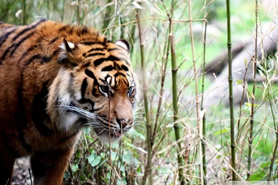 Tiger Wallpapers Hd   1991320