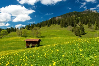 Dandelion Field, Mountains, Cottage Widescreen Wallpapers