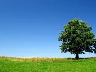 Amazing Pictures: Amazing Trees Wallpapers