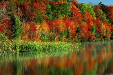 Autumn colorful trees desktop hd wallpaper hd pictures 2013.jpg