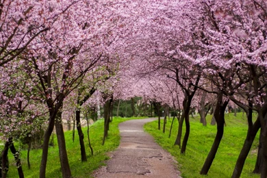Blossoming Trees Wallpapers   Nature Wallpapers