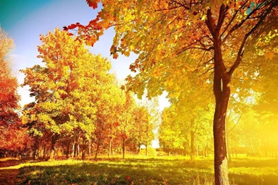 Autumn Trees Wallpapers   Seasonal   Crazy Frankenstein