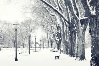 Snowy Trees HD Wallpapers