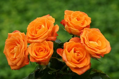 Roses Widescreen Wallpapers