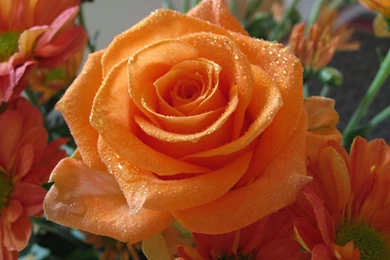 Orange Rose Photos And Wallpapers