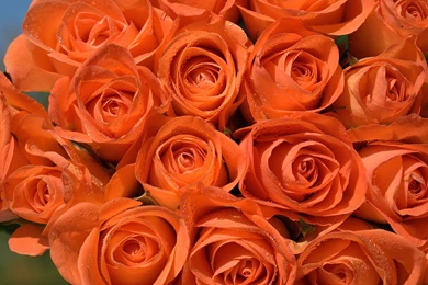 Roses Flower, Roses Photos, Roses Wallpapers For Your Desktop Red ...