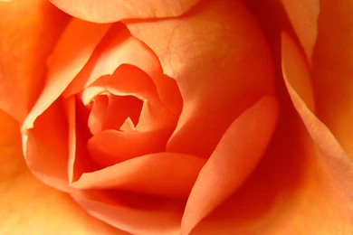 Awesome Orange Roses Roses Wallpapers (34611172) Fanpop Page 9