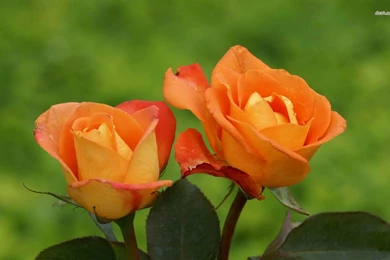 Orange Roses Wallpapers   Flower Wallpapers