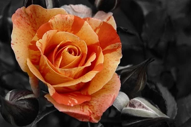 Desktop orange roses wallpaper.jpg