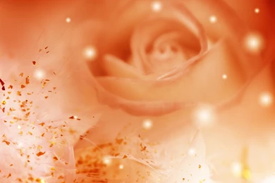 Awesome Orange Roses   Roses Wallpapers (34611169)   Fanpop   Page 5